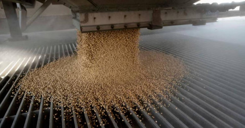 Tình trạng dư thừa đậu nành của Trung Quốc có thể làm tiêu tan hy vọng xuất khẩu của Hoa Kỳ sau khi thương mại tan băng