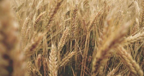 Giá Lúa Mì Giằng Co: Chờ Cú Hích Từ Dữ Liệu Xuất Khẩu Mỹ