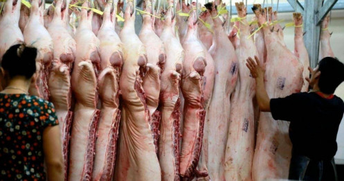 Giá heo hơi giảm mạnh