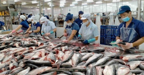 ANV, VHC, IDI tăng vọt khi xuất khẩu cá tra đón tin vui