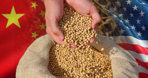 Trung Quốc quay lại mua mạnh đậu tương Mỹ – Tín hiệu xoay trục thương mại hay chỉ là tạm thời?