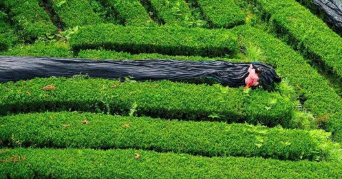 Trung Quốc nhảy vào cuộc đấu matcha