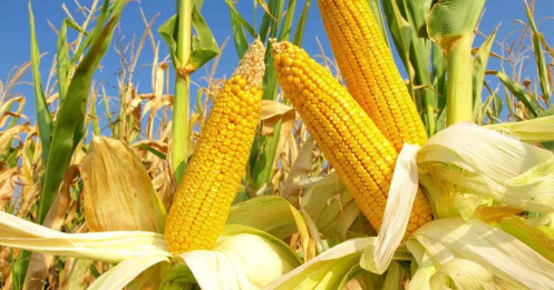 Thị Trường Ngô – Áp Lực Ngắn Hạn, Cơ Hội Canh Mua Tại Hỗ Trợ