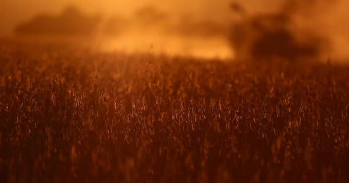 Trung Quốc không nhập khẩu đậu nành từ Mỹ trong tháng thứ hai, lượng đậu nành nhập khẩu từ Brazil tăng 29%