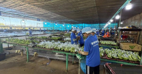 Tầm nhìn nông nghiệp Bầu Đức: 4 cây trồng chủ lực đưa HAGL vươn tầm châu Á