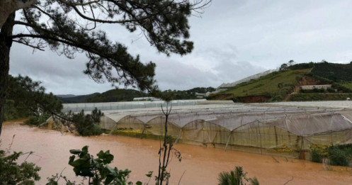 Hoa Tết tan hoang: Nông trại Lâm Đồng ngập úng, chủ vườn mất trắng nửa tỷ đồng