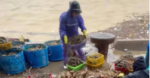 Nước lũ cuốn trôi 20 triệu con tôm hùm, thiệt hại hàng nghìn tỷ