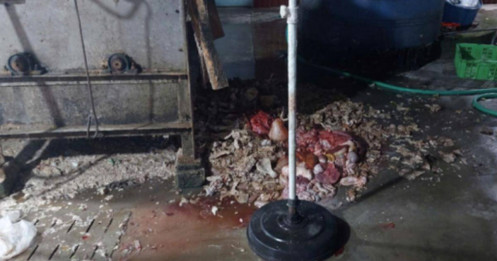 Tuồn lợn bệnh ra thị trường, chủ cơ sở chăn nuôi ở Hưng Yên bị khởi tố