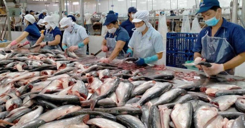 Sóng cá tra quay lại: ANV có phải cổ phiếu dẫn dắt? Phân tích toàn diện!