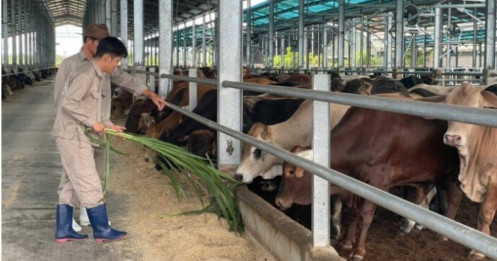 Hòa Phát sắp đưa HPA lên sàn, hé lộ kế hoạch 10 năm “gieo mầm” nông nghiệp