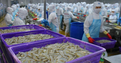 FMC bước vào chu kỳ mới: Lợi nhuận+đơn hàng+vùng nuôi = Combo tăng trưởng 2026?