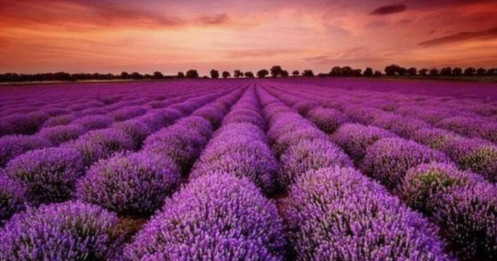 VIX “bốc đầu” kịch trần ngay trước thềm họp ĐHCĐ bất thường