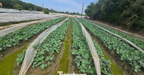 Hà Nội chính thức thông qua bảng giá đất mới, đất nông nghiệp cao nhất 290.000 đồng/m2