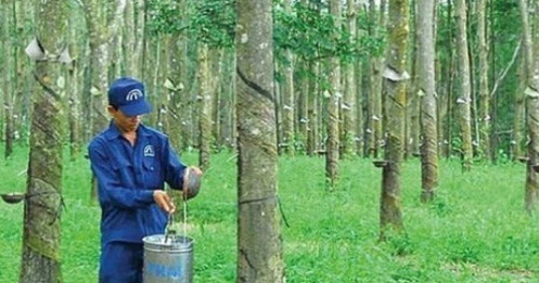 Nhu cầu cao su tăng cao, một cổ phiếu liên quan có dư địa tăng 17%