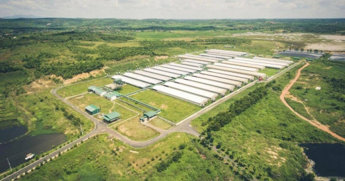 Đại gia chăn nuôi Long An “âm thầm” lãi 1.716 tỷ, bỏ xa Hòa Phát, Dabaco, Masan MeatLife