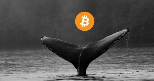 Thị trường Bitcoin biến động: Cá voi lùi, FOMO lan rộng