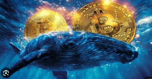 Bitcoin rung lắc: Cá voi ngừng mua, nhà đầu tư nhỏ xung trận