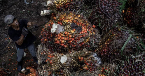 Dự trữ dầu cọ của Malaysia đạt mức cao nhất trong sáu năm do xuất khẩu giảm