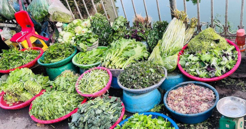 Giá rau xanh ở chợ giảm mạnh: Su hào 12.000 đồng/củ, cải mơ 50.000 đồng/kg