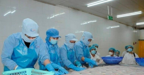 Nguy cơ “tắc” xuất khẩu thủy sản sang Mỹ