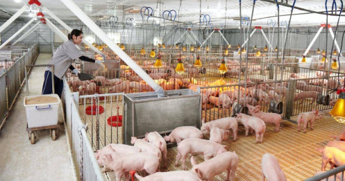 IPO HPA: Bóc tách tân binh nông nghiệp "món quà của thượng đế"