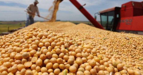 Đậu tương tăng trở lại – động lực từ Trung Quốc và rủi ro thời tiết Mỹ