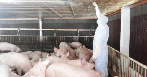 Hơn 1,2 triệu con heo bị tiêu hủy, giá thịt biến động ra sao?