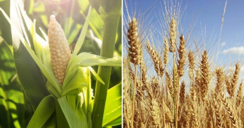 Thời tiết cực đoan, dữ liệu Mỹ trái chiều và triển vọng WASDE: Những lực kéo – đẩy chính trên thị trường hàng hóa tuần này