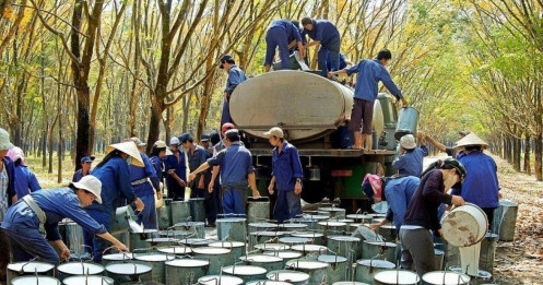 Cổ phiếu GVR duy trì đà tăng từ mảng nào trong năm 2026?