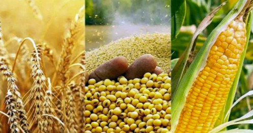 Báo cáo WASDE 12/2025 hé lộ điều gì cho chu kỳ giá nông sản 2026?