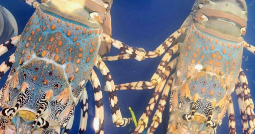 Tôm hùm bông khan hàng, giá leo thang