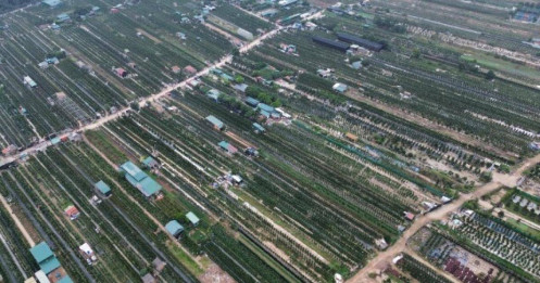 Chưa thấy khách đặt cọc, người trồng đào quất Hà Nội chấp nhận lãi giảm 15% dịp Tết 2026