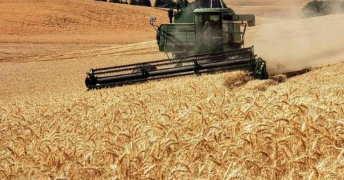 Lúa Mì Chịu Áp Lực Dư Cung Toàn Cầu: Năng Suất Phục Hồi, Chính Sách Xuất Khẩu Nới Lỏng Kìm Hãm Đà Giá