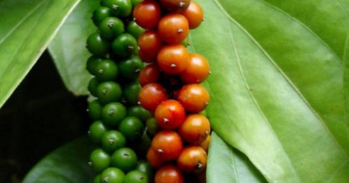 Giá tiêu hôm nay 17/12: Thị trường trong nước đi ngang, Campuchia đẩy mạnh chiến lược hồ tiêu quốc gia