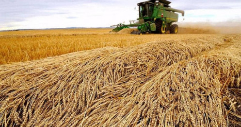 Lúa mì lao dốc: Khi những "gã khổng lồ" quay lưng