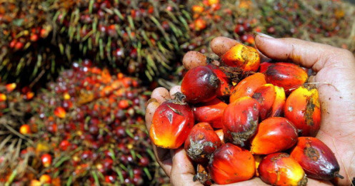 Dầu Cọ: Chính Sách Biodiesel Định Hình Lại Trật Tự Thị Trường!