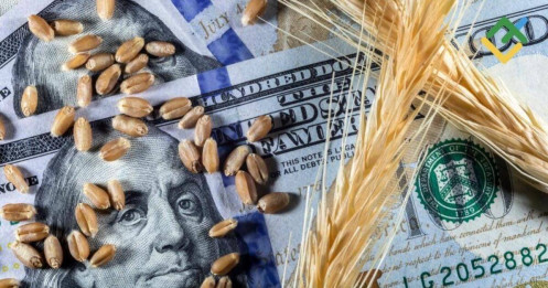 Lúa mì toàn cầu niên vụ 25/26: Dư cung quay trở lại và vai trò đặc biệt của Trung Quốc