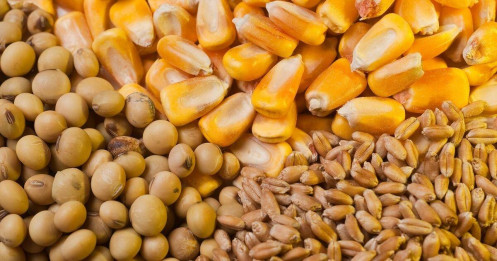 Lúa mì bật lại vì rủi ro Biển Đen, đậu tương Mỹ được Trung Quốc mua mạnh, ngô giữ nền nhờ xuất khẩu