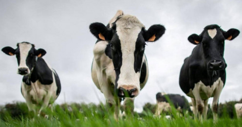 Trung Quốc “trả đũa” EU: Áp thuế sữa lên tới 42,7%, ngành nông nghiệp châu Âu chao đảo