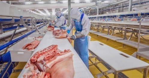 Cổ phiếu chăn nuôi còn dư địa tăng?