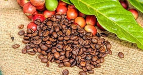 Giá cafe 29/12: Hạ nhiệt cận năm mới 2026?