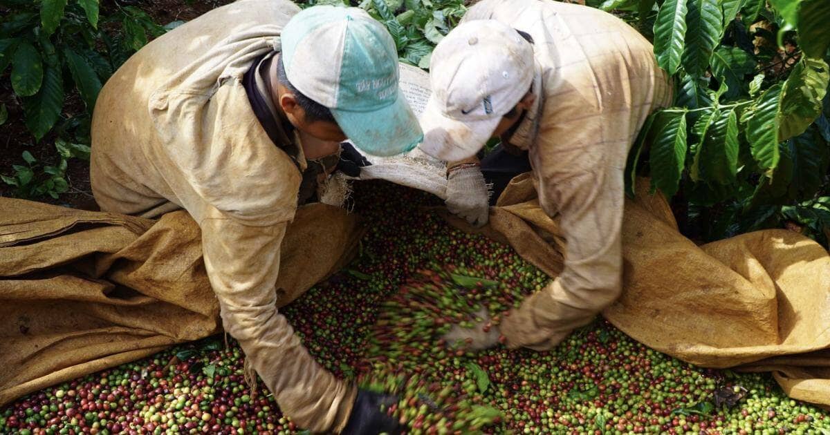 Xuất khẩu cà phê đạt gần 7 tỷ USD