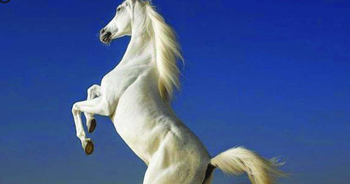 Tam Tai hóa “lộc trời ban”: 3 con giáp ngồi không cũng có tiền tỷ rơi vào túi