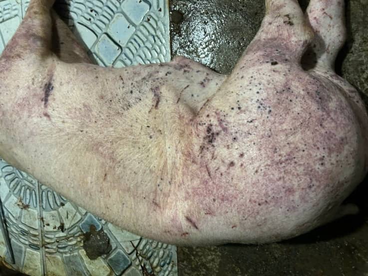 Bắt hai vợ chồng chuyên mổ lợn dịch bệnh bán cho người dân ở Hà Nội