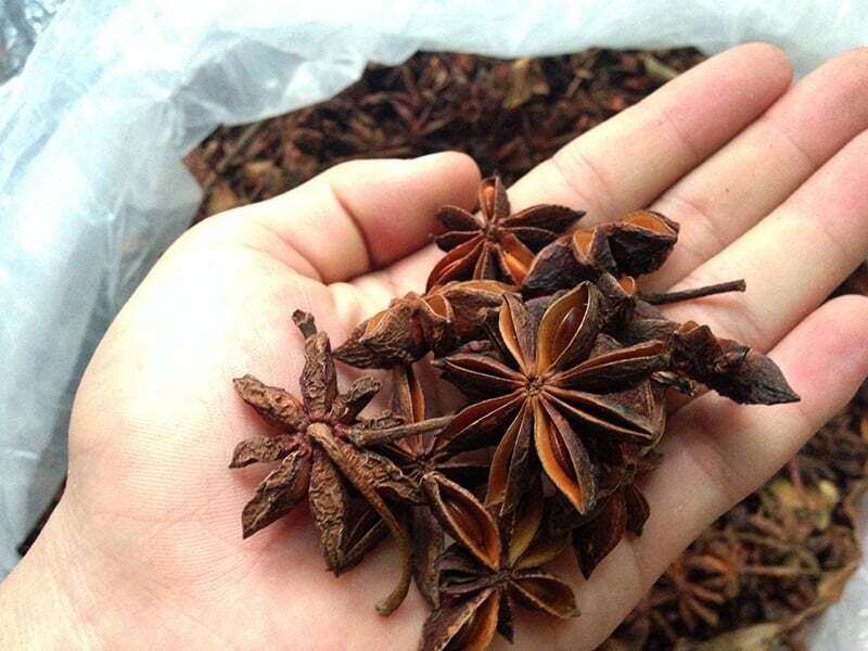 Loại hoa “vô tri” giúp Việt Nam thu về hơn 45 triệu USD: Xuất khẩu hàng chục nghìn tấn, đứng thứ 2 thế giới