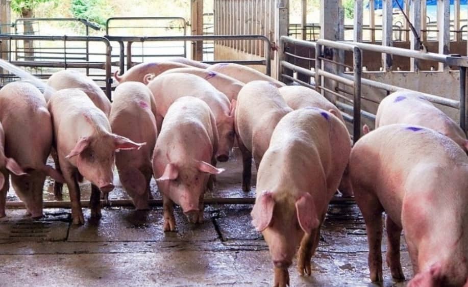 Nông dân bán đàn lợn lỗ gần nửa tỷ đồng, ở chợ thịt lợn có loại vẫn 190 nghìn/kg