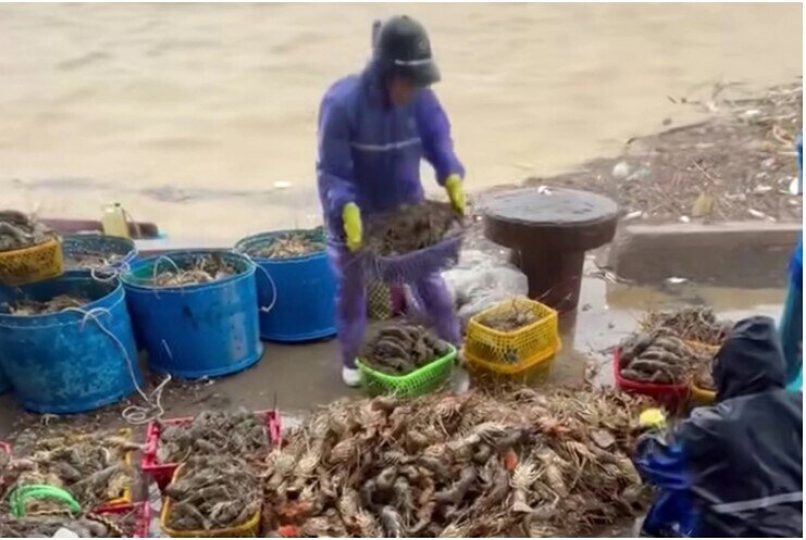 Nước lũ cuốn trôi 20 triệu con tôm hùm, thiệt hại hàng nghìn tỷ