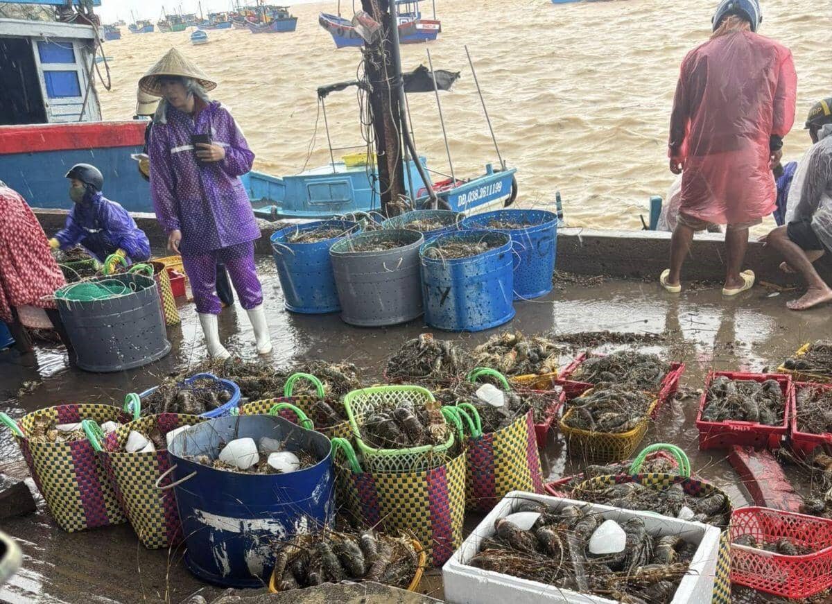 Người nuôi xót xa nhìn tôm hùm chết hàng loạt do mưa lũ, vớt lên bán với giá "siêu rẻ"