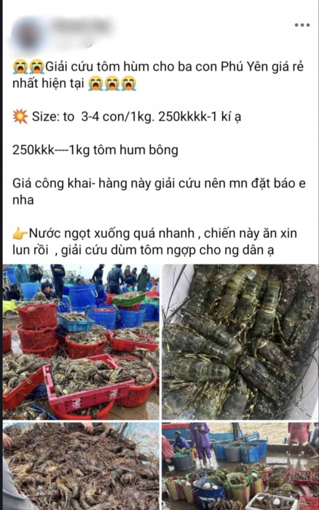 Thực hư thông tin "giải cứu" tôm hùm cho bà con Phú Yên trên mạng xã hội