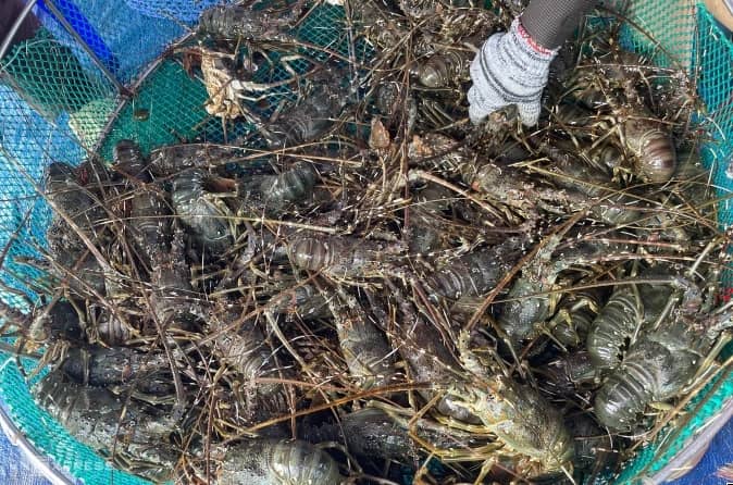 Xuất khẩu tôm hùm nguy cơ giảm tốc vì lũ lịch sử